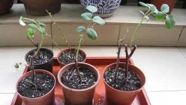 插枝玫瑰，5種方法，一個「竅門」全能活，小苗氾濫，變成玫瑰園