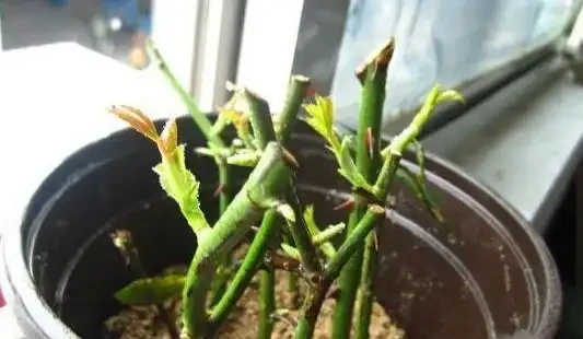 插枝玫瑰，5種方法，一個「竅門」全能活，小苗氾濫，變成玫瑰園