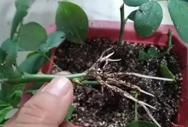 插枝玫瑰，5種方法，一個「竅門」全能活，小苗氾濫，變成玫瑰園