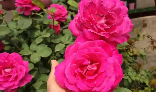 插枝玫瑰，5種方法，一個「竅門」全能活，小苗氾濫，變成玫瑰園