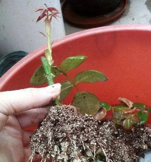 插枝玫瑰，5種方法，一個「竅門」全能活，小苗氾濫，變成玫瑰園