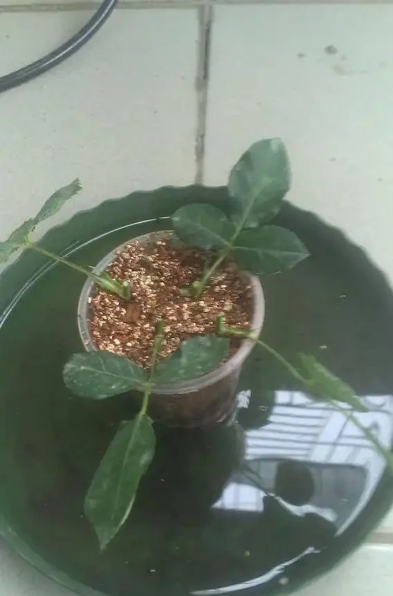 插枝玫瑰，5種方法，一個「竅門」全能活，小苗氾濫，變成玫瑰園