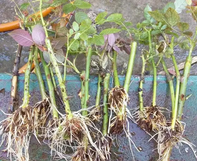 插枝玫瑰，5種方法，一個「竅門」全能活，小苗氾濫，變成玫瑰園