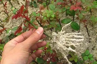 插枝玫瑰，5種方法，一個「竅門」全能活，小苗氾濫，變成玫瑰園