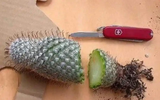 切掉根部的仙人掌球這樣處理，栽種，兩年長成漂亮大球，開花爆滿