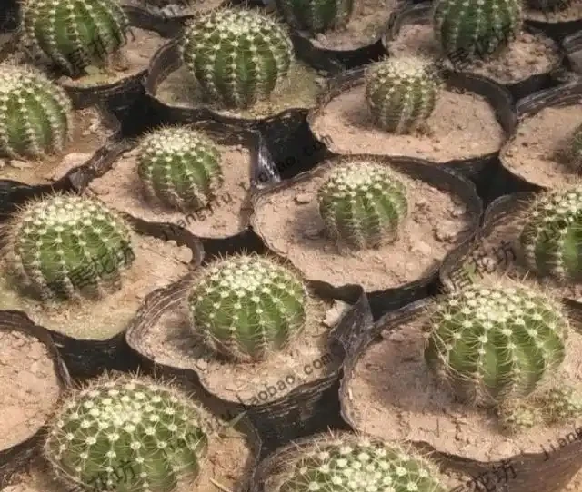 切掉根部的仙人掌球這樣處理，栽種，兩年長成漂亮大球，開花爆滿