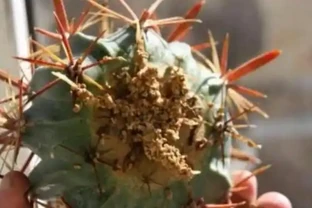 切掉根部的仙人掌球這樣處理，栽種，兩年長成漂亮大球，開花爆滿