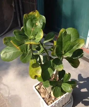 沙漠玫瑰