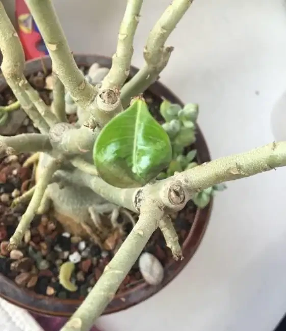沙漠玫瑰