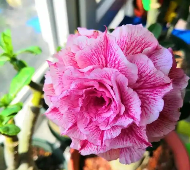 沙漠玫瑰
