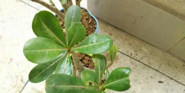 沙漠玫瑰