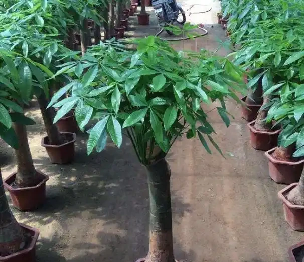 發財樹換盆,做好「關鍵」1步,不腐根,不爛葉,後期養護很簡單