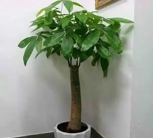 發財樹換盆,做好「關鍵」1步,不腐根,不爛葉,後期養護很簡單