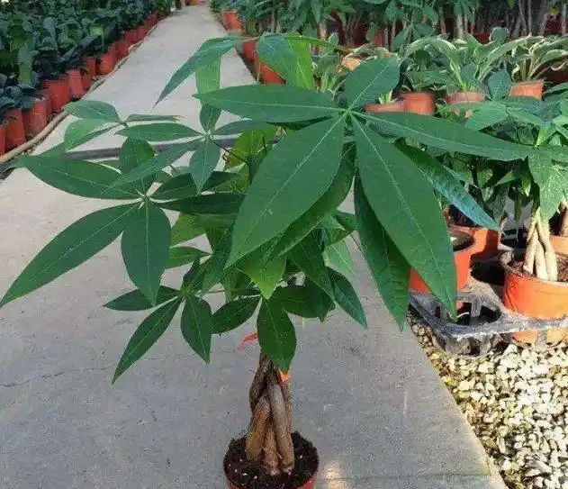 發財樹換盆,做好「關鍵」1步,不腐根,不爛葉,後期養護很簡單