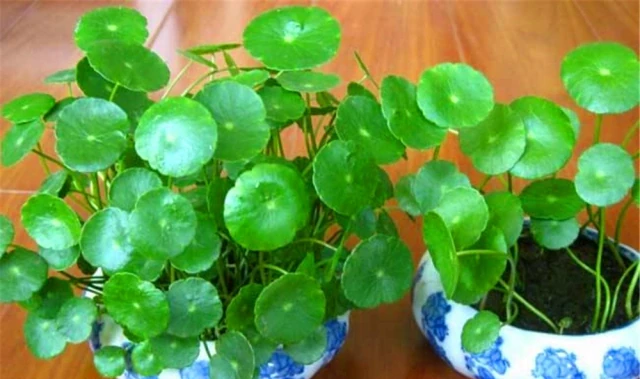 銅錢草葉片發黃、莖杆瘦,每月用8個「白顆粒」兌水養,油亮肥壯