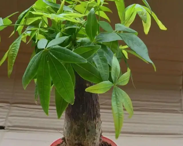 發財樹換盆,做好「關鍵」1步,不腐根,不爛葉,後期養護很簡單