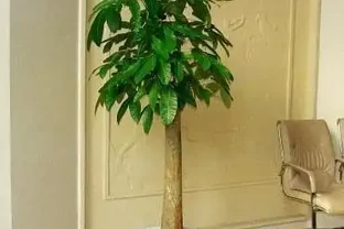 發財樹換盆，做好「關鍵」1步，不腐根，不爛葉，後期養護很簡單