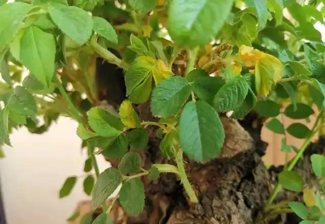 玫瑰花換盆5天,底部葉子發黃?瞭解原因,才能更好的解決!
