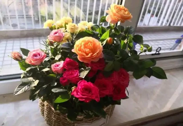 玫瑰花換盆5天,底部葉子發黃?瞭解原因,才能更好的解決!