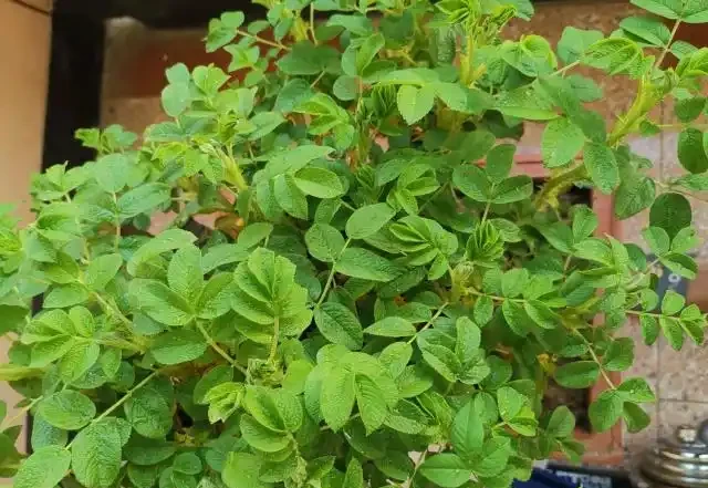 玫瑰花換盆5天,底部葉子發黃?瞭解原因,才能更好的解決!