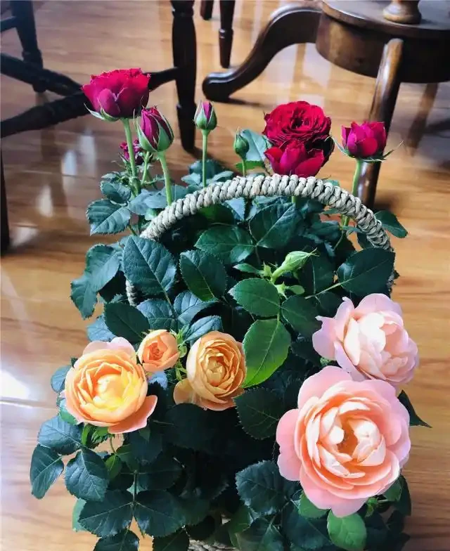 玫瑰花換盆5天,底部葉子發黃?瞭解原因,才能更好的解決!