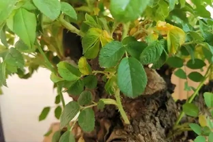 玫瑰花換盆5天，底部葉子發黃？瞭解原因，才能更好的解決！