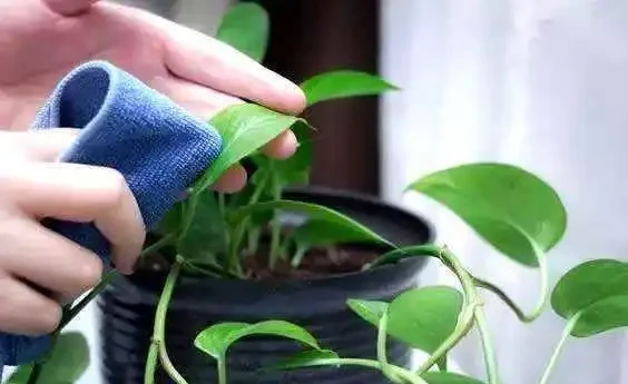 夏天用啤酒、淘米水澆花,一個「細節」不注意,小蟲橫飛臭味十足