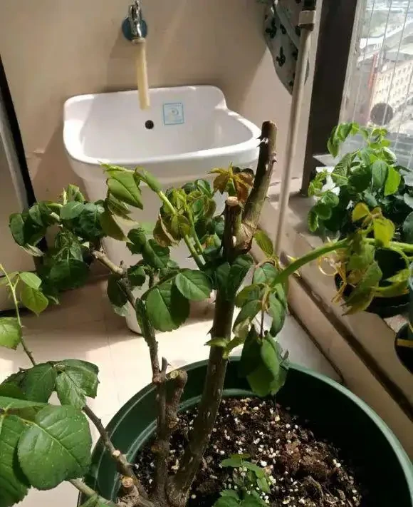 花兒突然就蔫了,5大原因不可不知,一步沒做對,3天就枯死!
