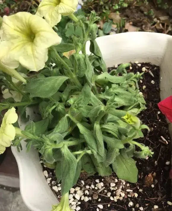 花兒突然就蔫了,5大原因不可不知,一步沒做對,3天就枯死!