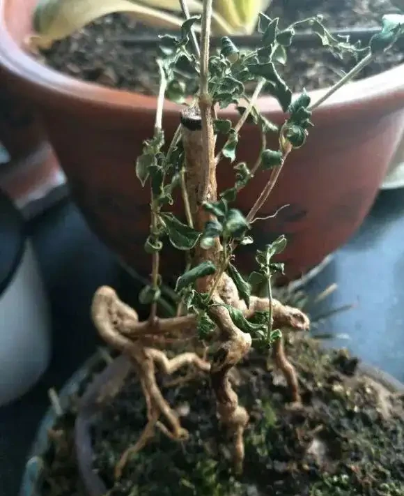 花兒突然就蔫了,5大原因不可不知,一步沒做對,3天就枯死!