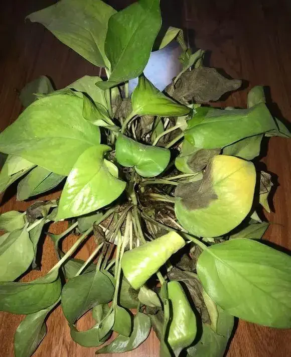 花兒突然就蔫了,5大原因不可不知,一步沒做對,3天就枯死!