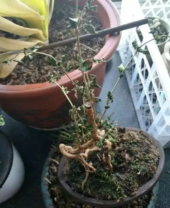 花兒突然就蔫了,5大原因不可不知,一步沒做對,3天就枯死!