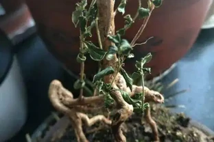 花兒突然就蔫了，5大原因不可不知，一步沒做對，3天就枯死！