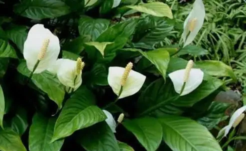 盆栽「白鶴芋」，施肥按照「此」方法，花苞出的多，一開100天