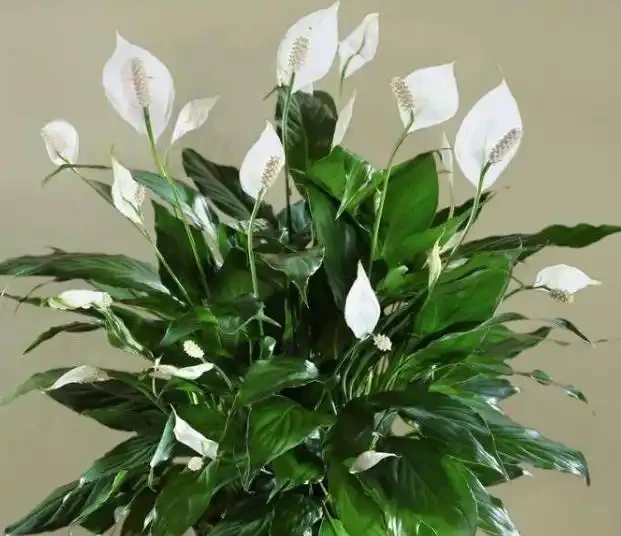 盆栽「白鶴芋」，施肥按照「此」方法，花苞出的多，一開100天