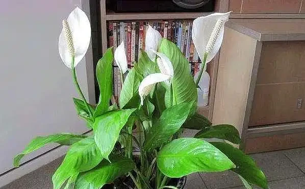 盆栽「白鶴芋」，施肥按照「此」方法，花苞出的多，一開100天