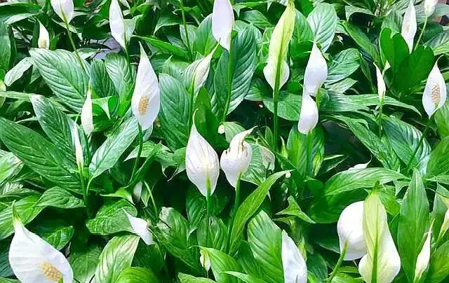 盆栽「白鶴芋」，施肥按照「此」方法，花苞出的多，一開100天