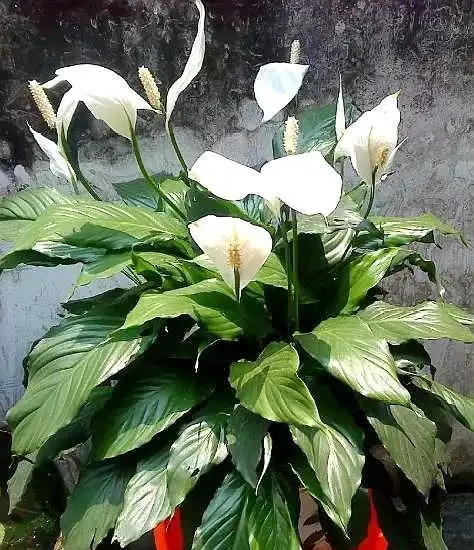 盆栽「白鶴芋」，施肥按照「此」方法，花苞出的多，一開100天
