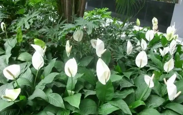 盆栽「白鶴芋」，施肥按照「此」方法，花苞出的多，一開100天