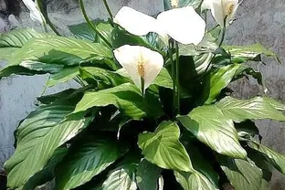 盆栽「白鶴芋」，施肥按照「此」方法，花苞出的多，一開100天