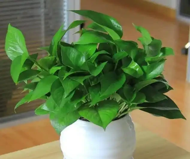 黃金葛葉子耷拉,又黃葉,避開3個「坑」,葉子油綠,直挺挺!