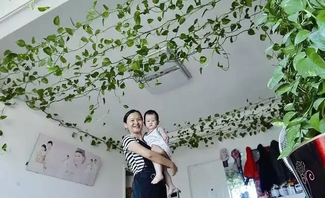 黃金葛葉子耷拉，又黃葉，避開3個「坑」，葉子油綠，直挺挺！