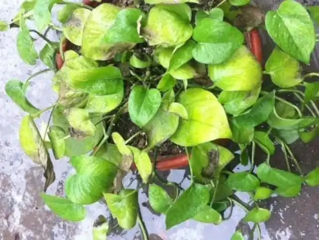 黃金葛葉子耷拉,又黃葉,避開3個「坑」,葉子油綠,直挺挺!