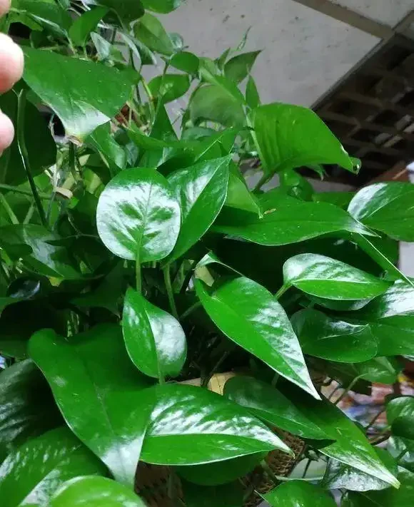 黃金葛葉子耷拉,又黃葉,避開3個「坑」,葉子油綠,直挺挺!