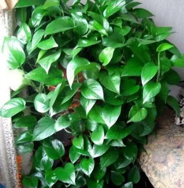 黃金葛葉子耷拉,又黃葉,避開3個「坑」,葉子油綠,直挺挺!