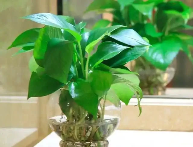 黃金葛葉子耷拉,又黃葉,避開3個「坑」,葉子油綠,直挺挺!