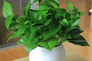 黃金葛葉子耷拉，又黃葉，避開3個「坑」，葉子油綠，直挺挺！