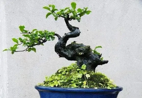 金彈子生樁一直不發芽，咋回事？咋辦呢？
