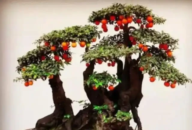 金彈子生樁一直不發芽，咋回事？咋辦呢？