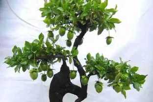 金彈子生樁一直不發芽，咋回事？咋辦呢？
